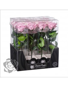 Rosa Preservada Roseamor (XL 7cmØ) Rosa