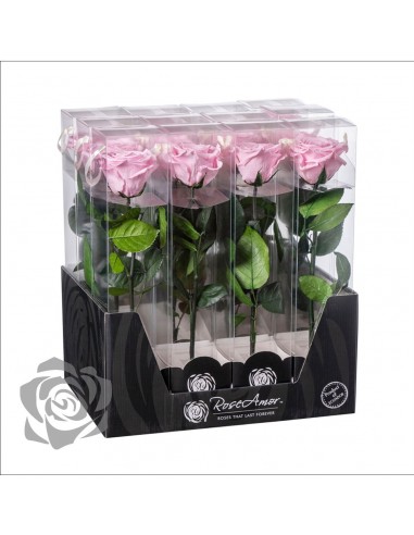 Rosa Preservada Roseamor (XL 7cmØ) Rosa Suave
