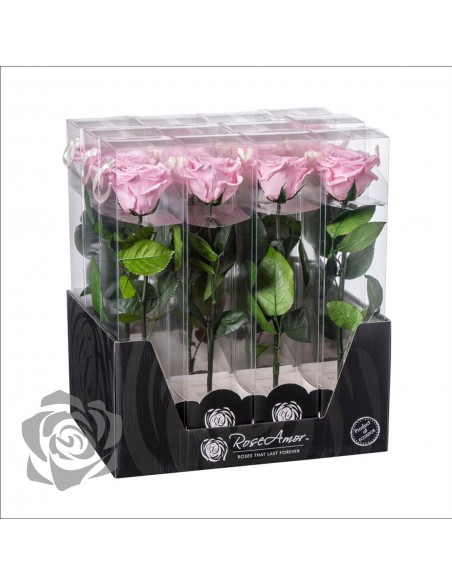 Rosa Preservada Roseamor (XL 7cmØ) Rosa Suave