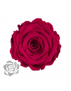 .Rosa Preservada. Rojo/Fucsia LL+ 6,5CMØ X6 Roseamor