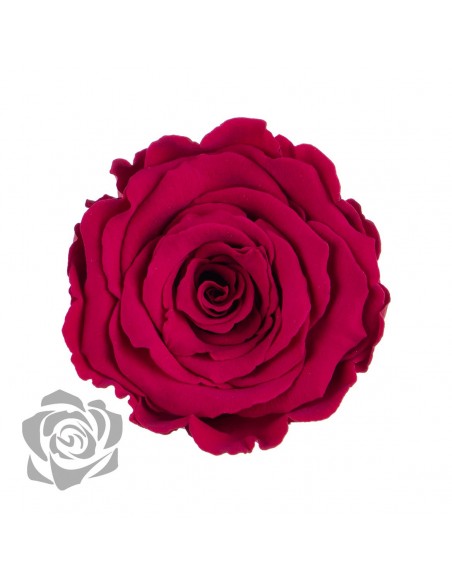 Rosa Preservada. Fucsia Oscuro LL+ 6,5CMØ X6 Roseamor