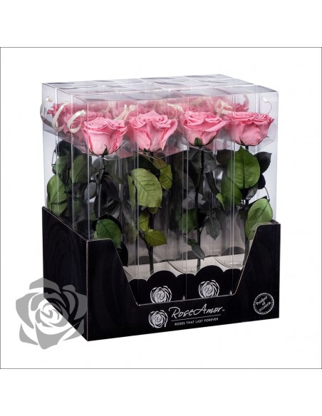 Rosa Preservada Roseamor (XL 7cmØ) Rosa/Blanco