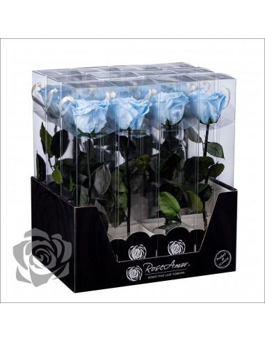 Rosa Preservada Roseamor (XL 7cmØ) Celeste
