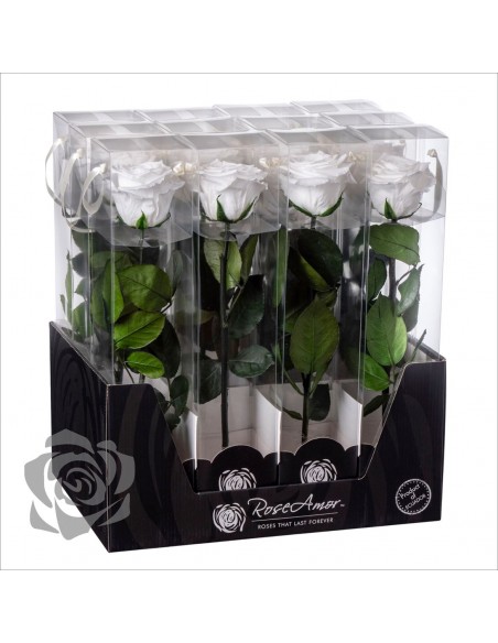 Rosa Preservada Roseamor (XL 7cmØ) Blanca