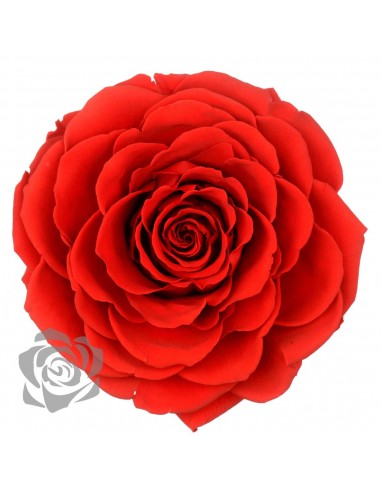 Rosa Preservada Bonita 10cmØ x1und Roja