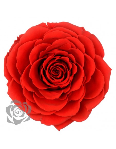 Rosa Preservada Bonita 10cmØ x1und Roja