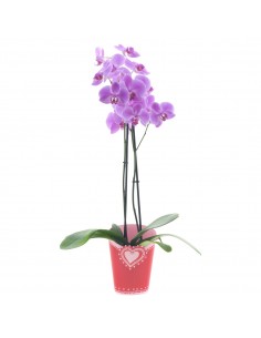 Cubre macetas Mabel x12cm