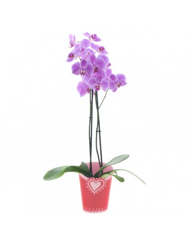 Cubre macetas Mabel x12cm