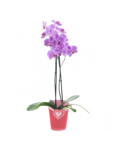 Cubre macetas Mabel x12cm