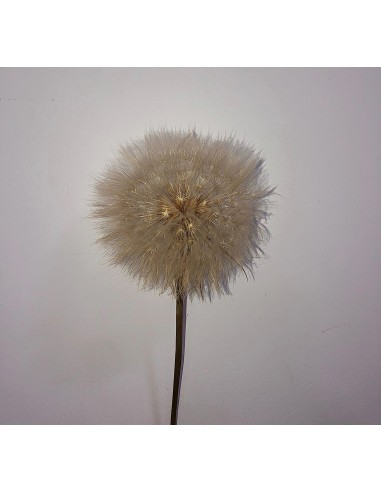 Diente de León Preservado Gigante 10