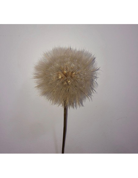 Diente de León Preservado Gigante 10