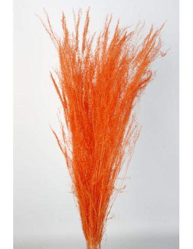 Agrostis 45g Naranja