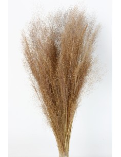 Agrostis 45g Marrón Suave
