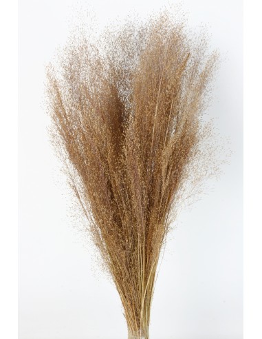 Agrostis 45g Marrón Suave