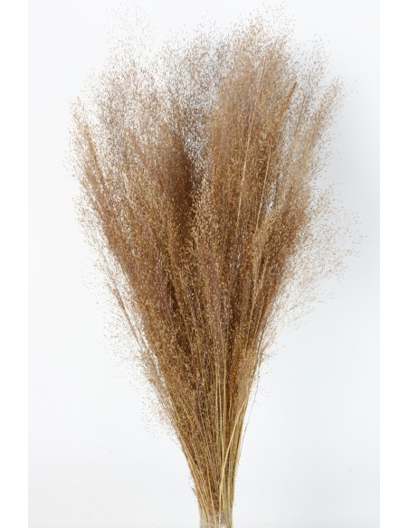 Agrostis 45g Marrón Suave