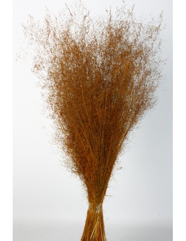 Agrostis 45g Naranja Ocre