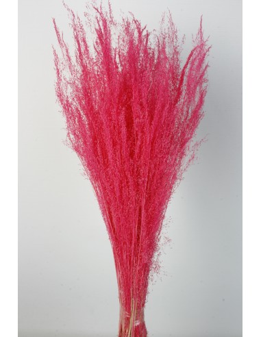 Agrostis 45g Rosa Fuerte