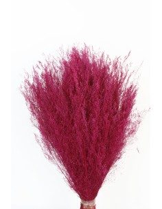Agrostis 45 Rosa/granate