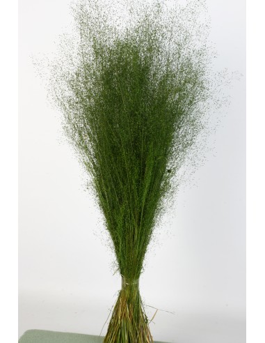 Agrostis 45g Verde