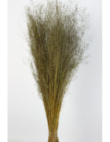 Agrostis 45g Verde Claro