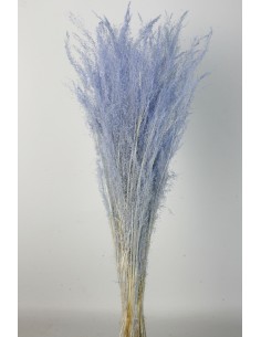 Agrostis 45g Cashmere