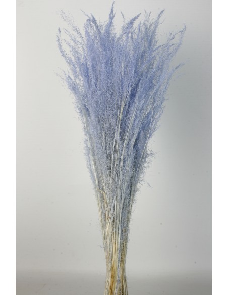 Agrostis 45g Cashmere