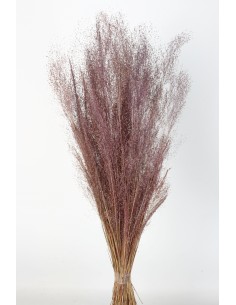 Agrostis 45g Rosa Viejo