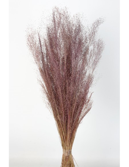 Agrostis 45g Rosa Viejo