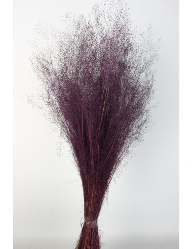 Agrostis 45g Violeta