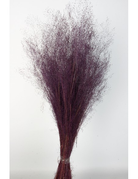 Agrostis 45g Violeta