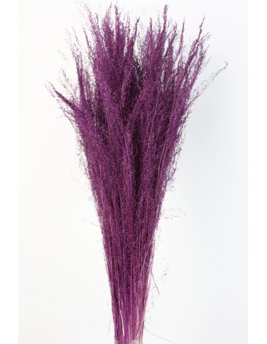 Agrostis 45g Malva Oscuro