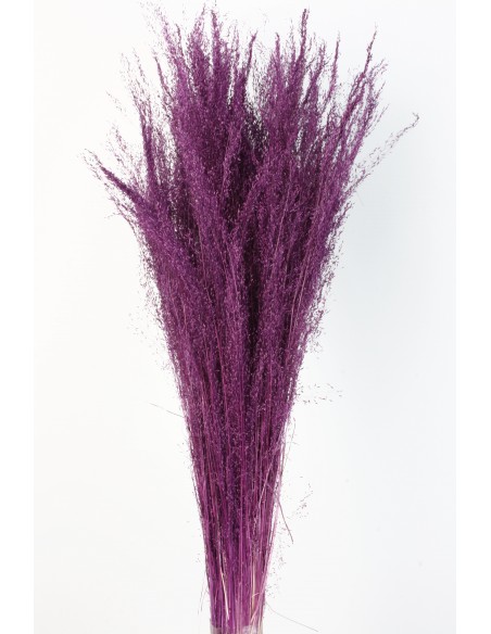 Agrostis 45g Malva Oscuro