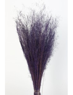 Agrostis 45g Morado