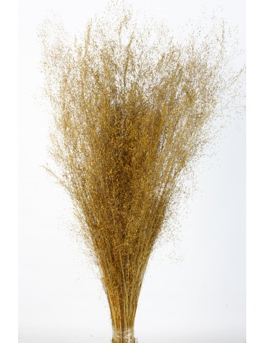 Agrostis 45g Dorado