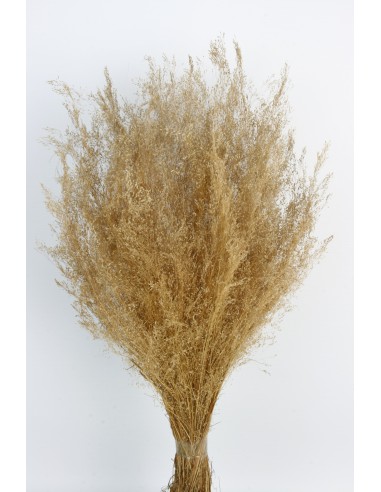 Agrostis 45g Natural