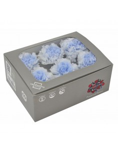 Clavel Bicolor Blanco/Celeste x6 und