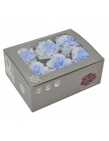 Clavel Bicolor Blanco/Celeste x6 und