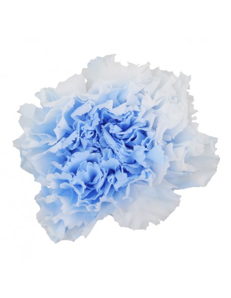 Clavel Bicolor Blanco/Celeste x6 und