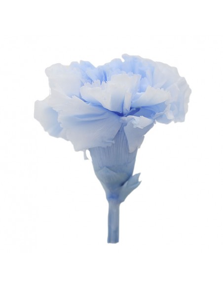 Clavel Bicolor Blanco/Celeste x6 und