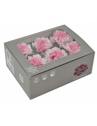 Clavel Bicolor Blanco/Rosa x6 und