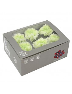 Clavel Bicolor Blanco/Verde x6 und