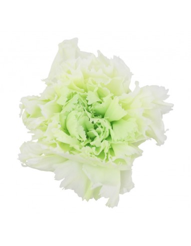 Clavel Bicolor Blanco/Verde x6 und