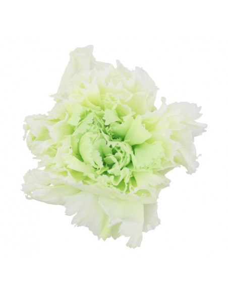 Clavel Bicolor Blanco/Verde x6 und