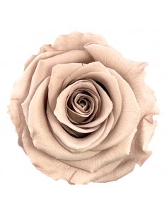 Rosa Estandar x6 uds Amarilla 5,5cm