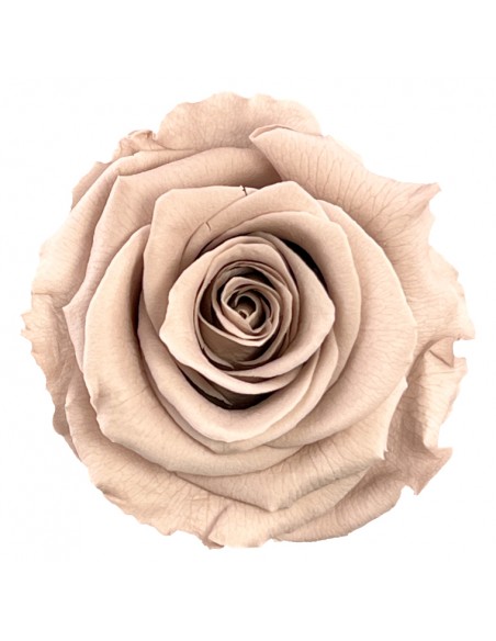 Rosa Estandar x6 uds Amarilla 5,5cm