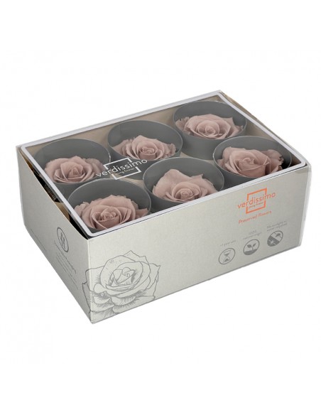 Rosa Estandar x6 uds Avellana 5,5cm
