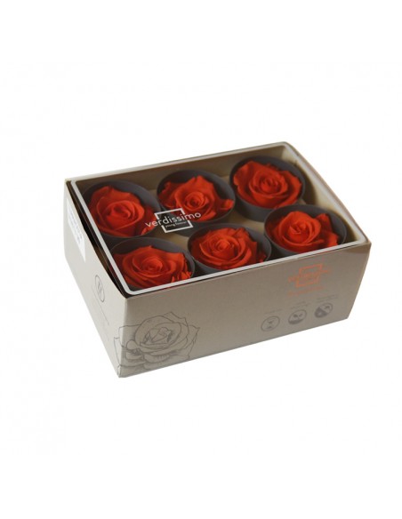 Rosa Estandar x6 uds Terracotta 5,5cm