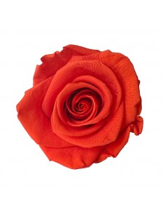 Rosa Estandar x6 uds Terracotta 5,5cm