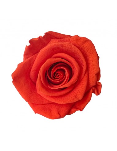 Rosa Estandar x6 uds Terracotta 5,5cm
