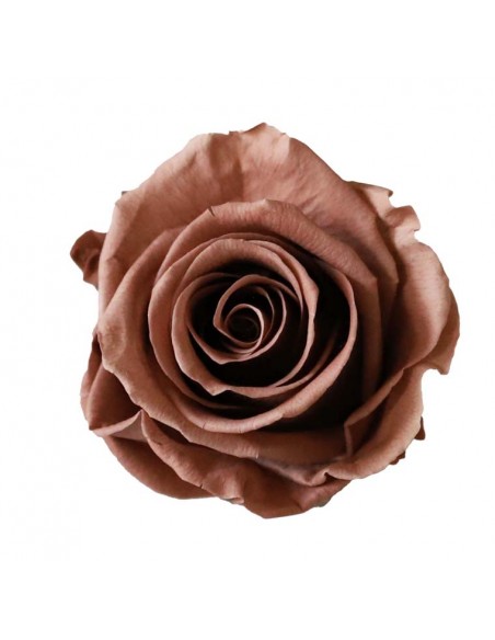 Rosa Estandar x6 uds Cafe 5,5cm